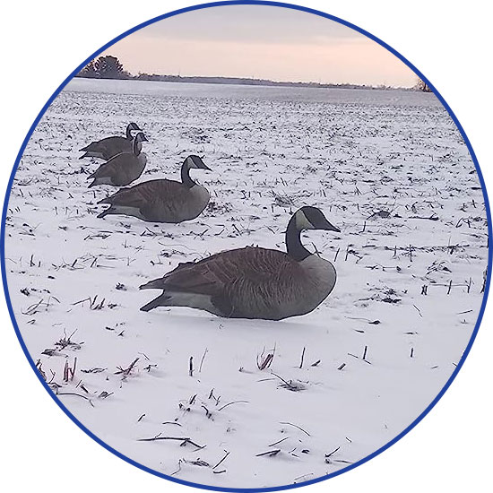 Decoys
